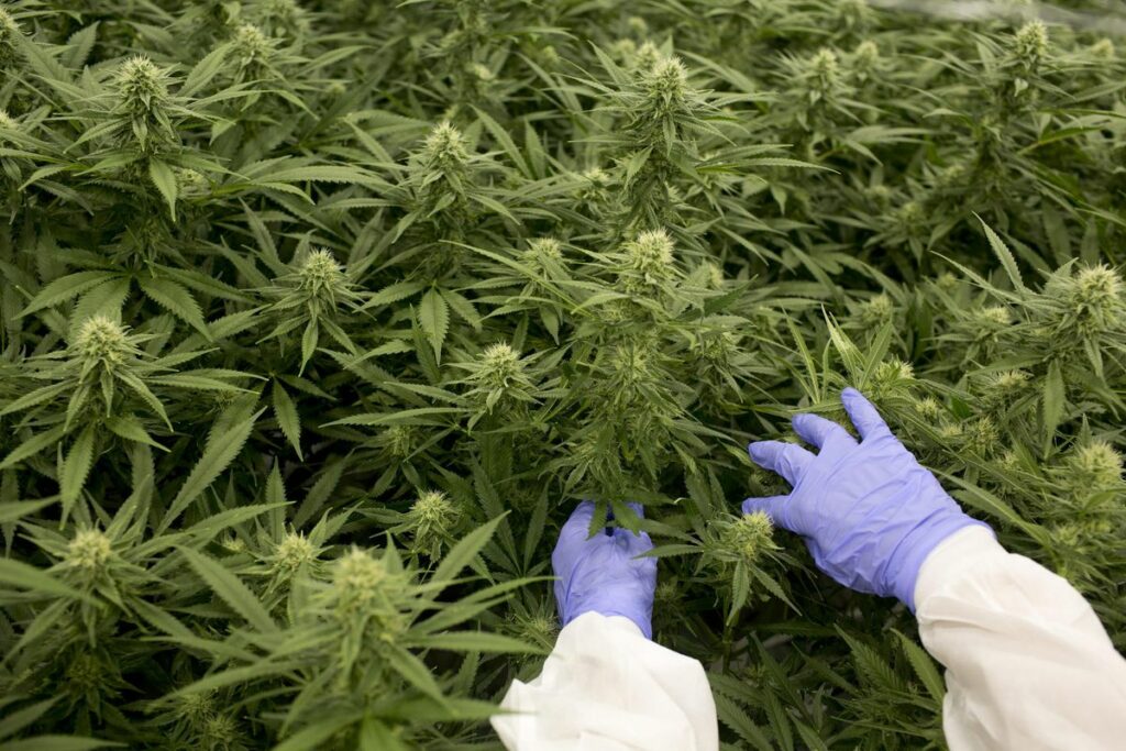 Michigan Legalizes Marijuana: What Now?